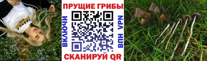 Галлюциногенные грибы Psilocybe Старая Купавна